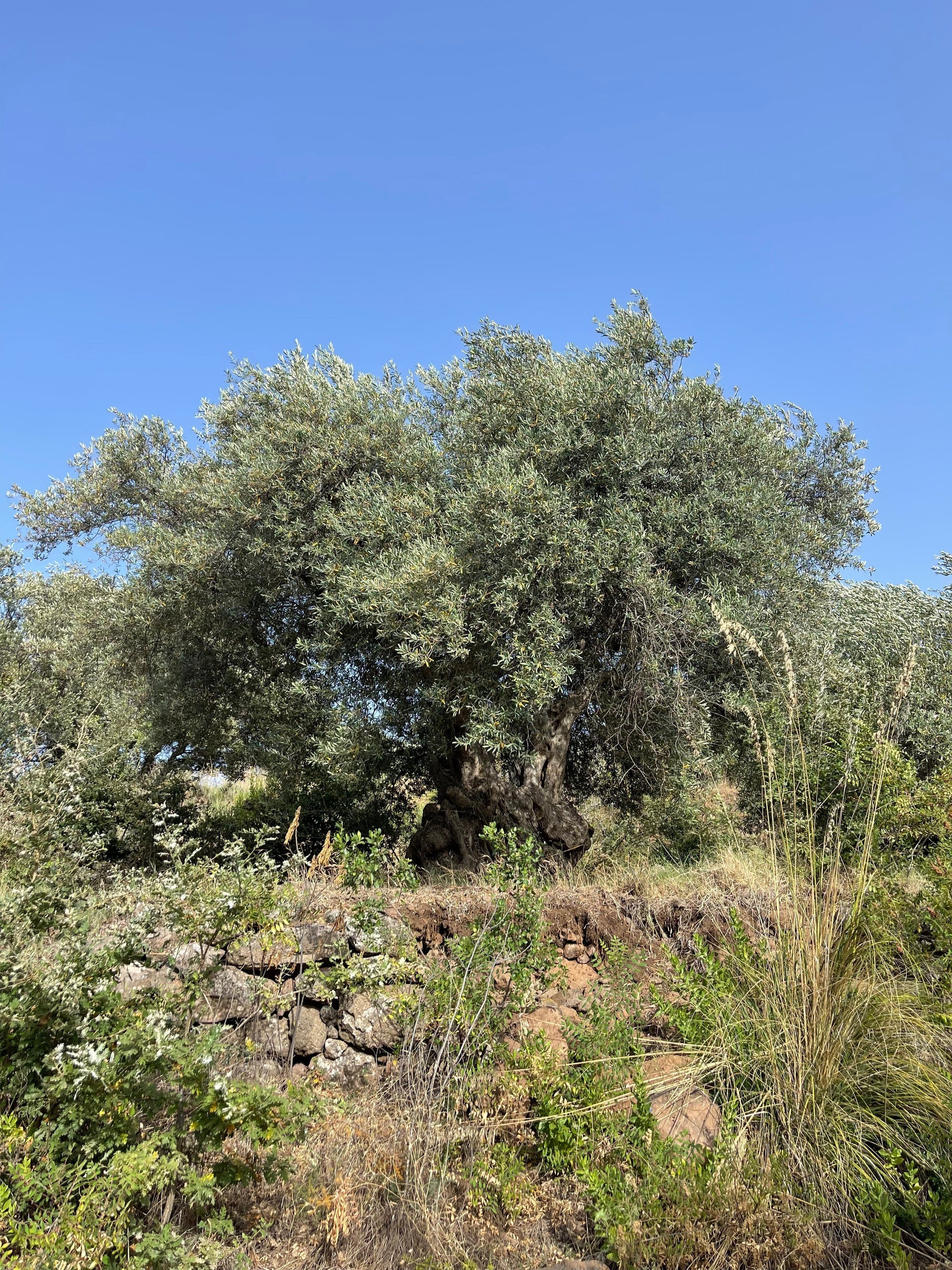 Why Organic Olive Oil Matters