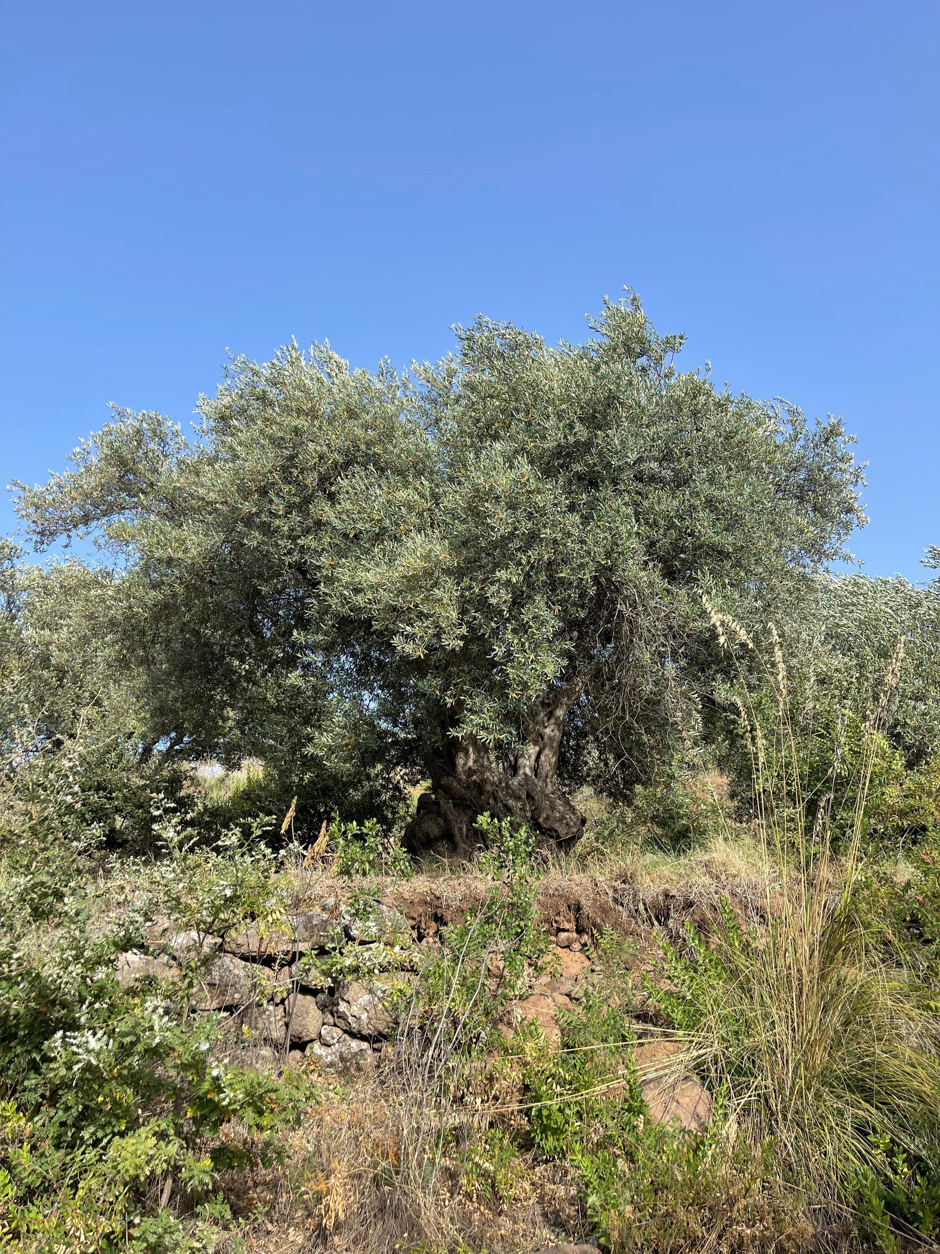 Why Organic Olive Oil Matters