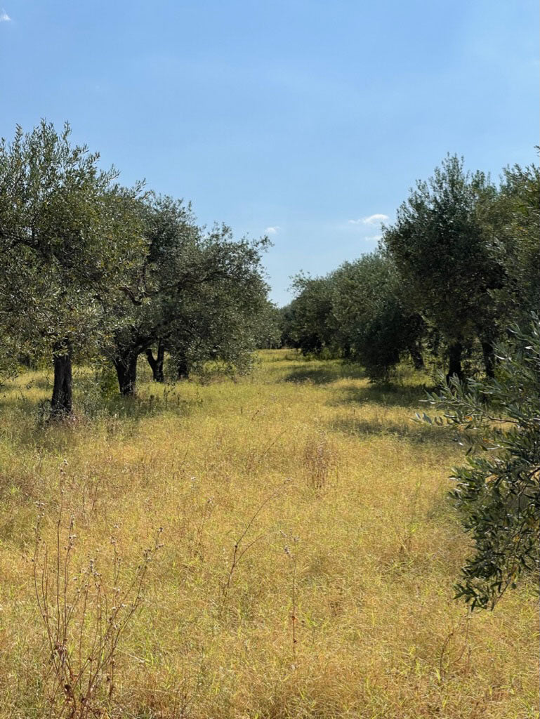 The Impact of Choosing Organic Olive Oil